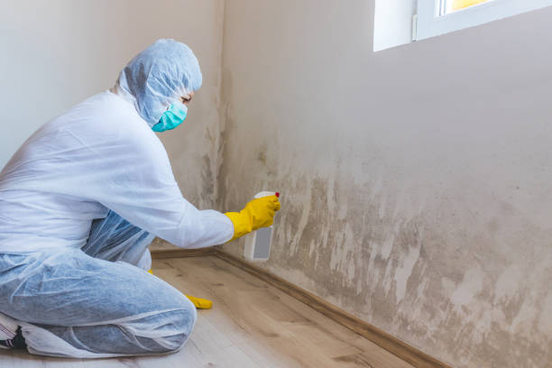 Licensed Black Mold Removal service in Port Reading, NJ - WQB Mold Removal