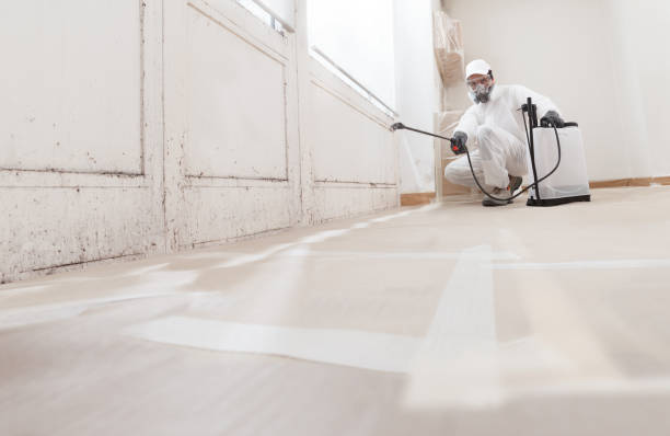 24/7 Emergency Black Mold Removal experts in Port Reading, NJ