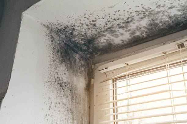 Affordable Black Mold Removal solutions in Port Reading, NJ